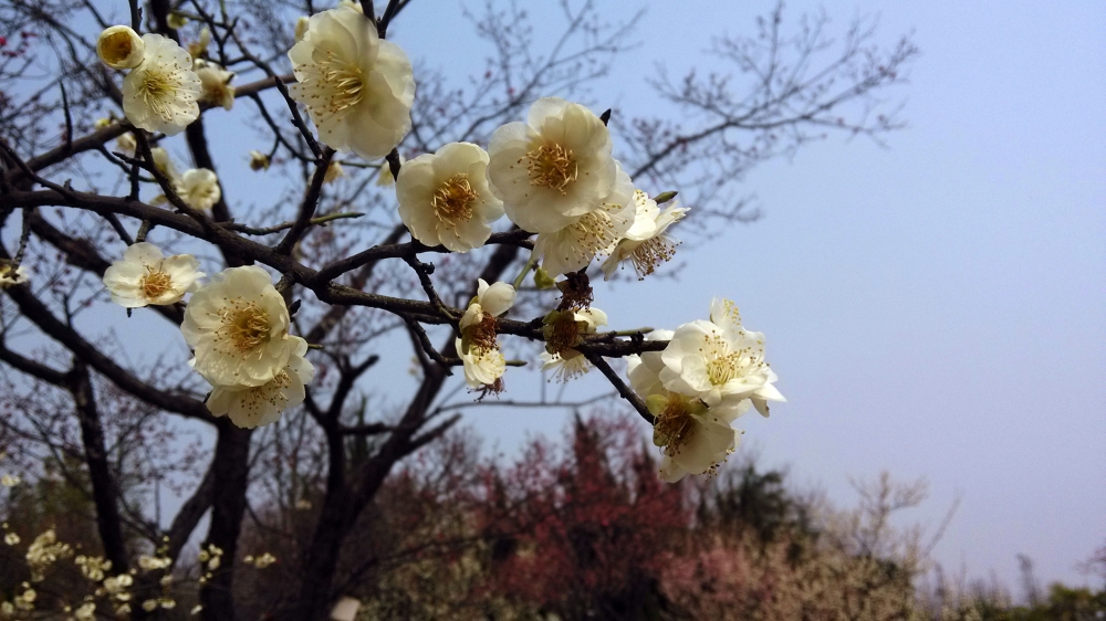 冬日里傲放的梅花美丽图片