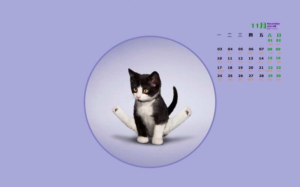 2014年11月日历桌面壁纸爱做瑜伽的可爱小猫搞笑图片