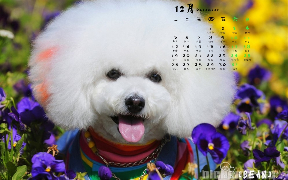 2016年12月日历比熊犬萌宠户外清新电脑壁纸下载