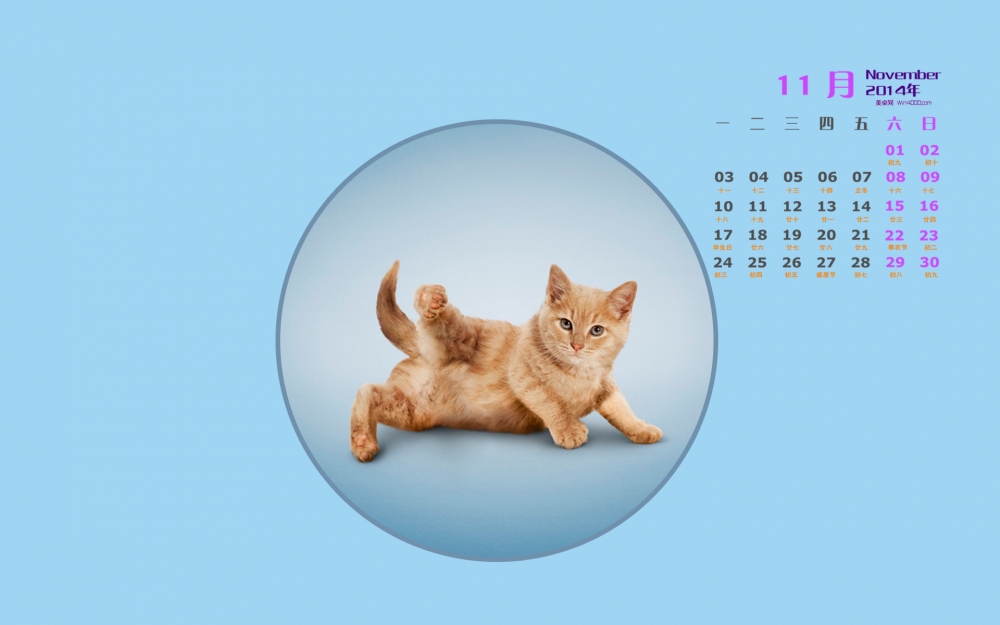 2014年11月日历桌面壁纸爱做瑜伽的可爱小猫搞笑图片