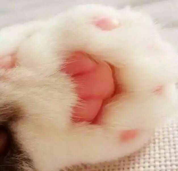 小萌爪 要融化了