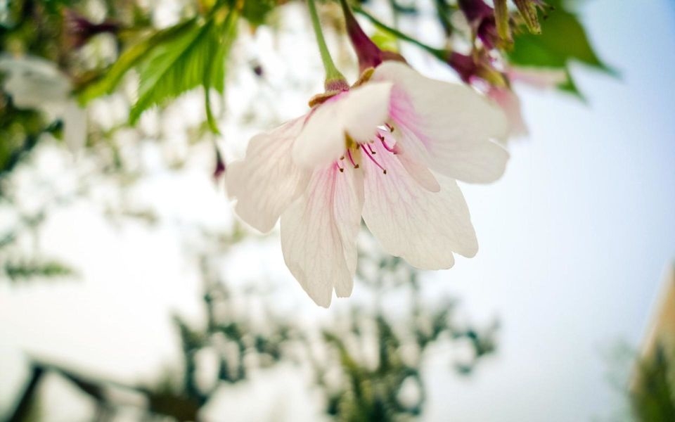 春天百花争鸣高清桌面壁纸 第一辑