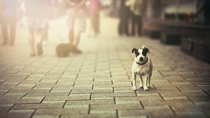 可爱名犬高清电脑壁纸