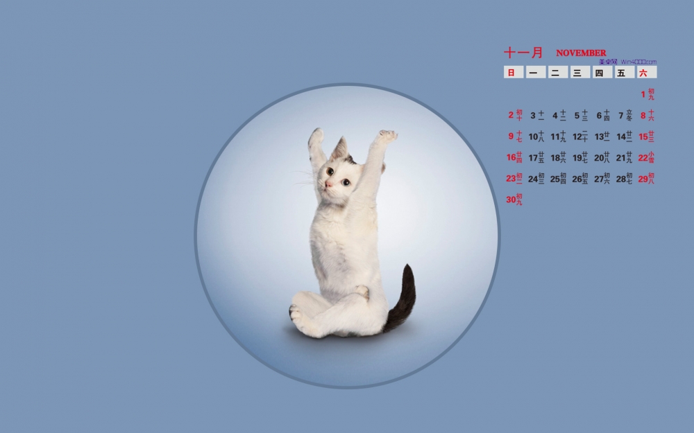 2014年11月日历桌面壁纸爱做瑜伽的可爱小猫搞笑图片