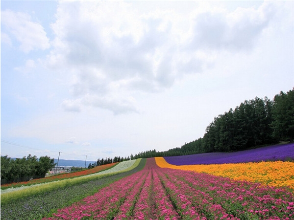 北海道小清新图片大全 七月北海道 花儿日渐消瘦