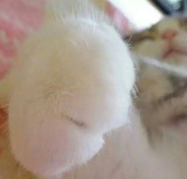 小萌爪 要融化了