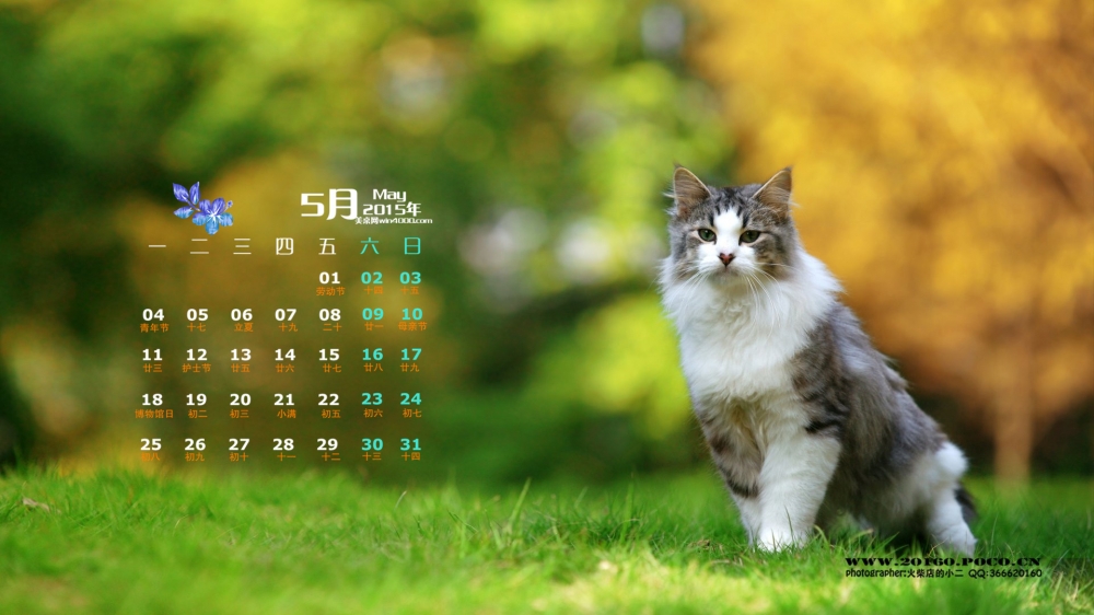 2015年5月日历壁纸精选绿色草地上快乐玩耍的可爱猫咪图片