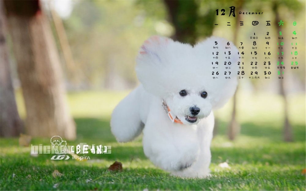 2016年12月日历比熊犬萌宠户外清新电脑壁纸下载