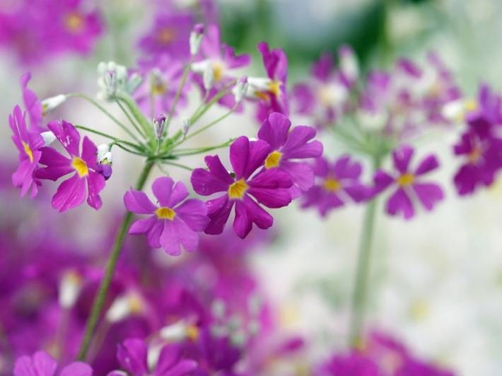 报春花唯美鲜花摄影电脑壁纸