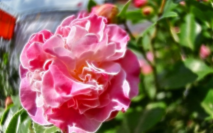红色山茶花电脑壁纸下载