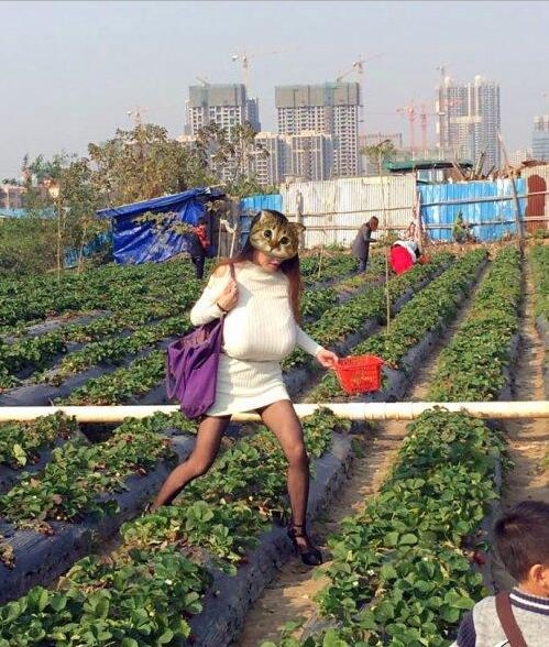 草莓园里的大罩杯少妇