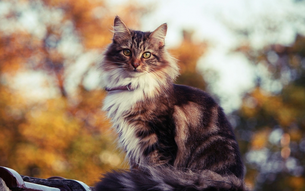 可爱猫星人桌面壁纸