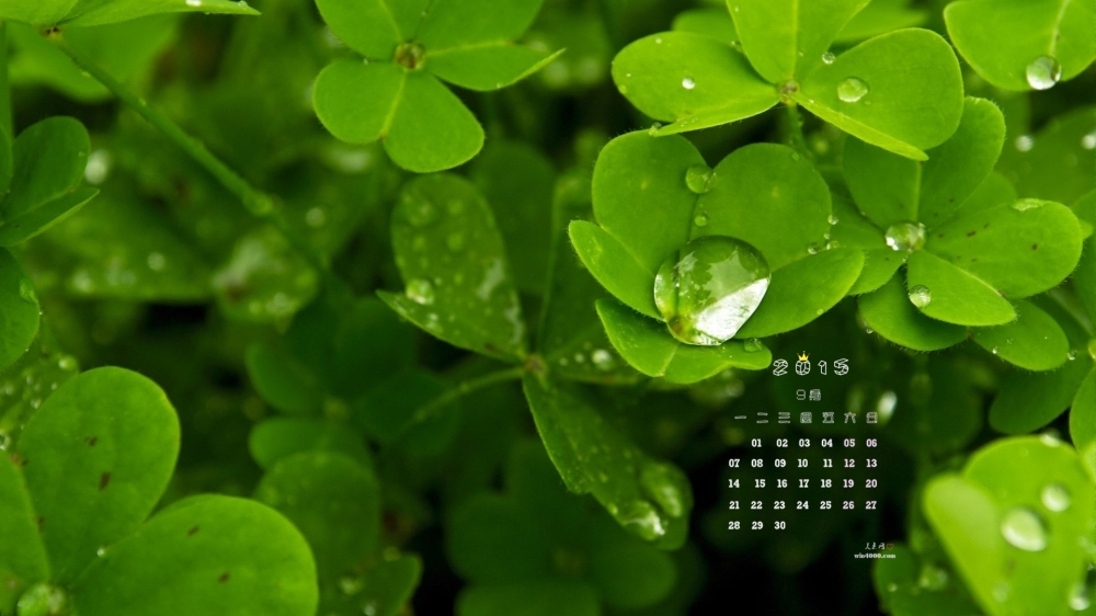 2015年9月日历美丽的三叶草桌面壁纸图片下载9