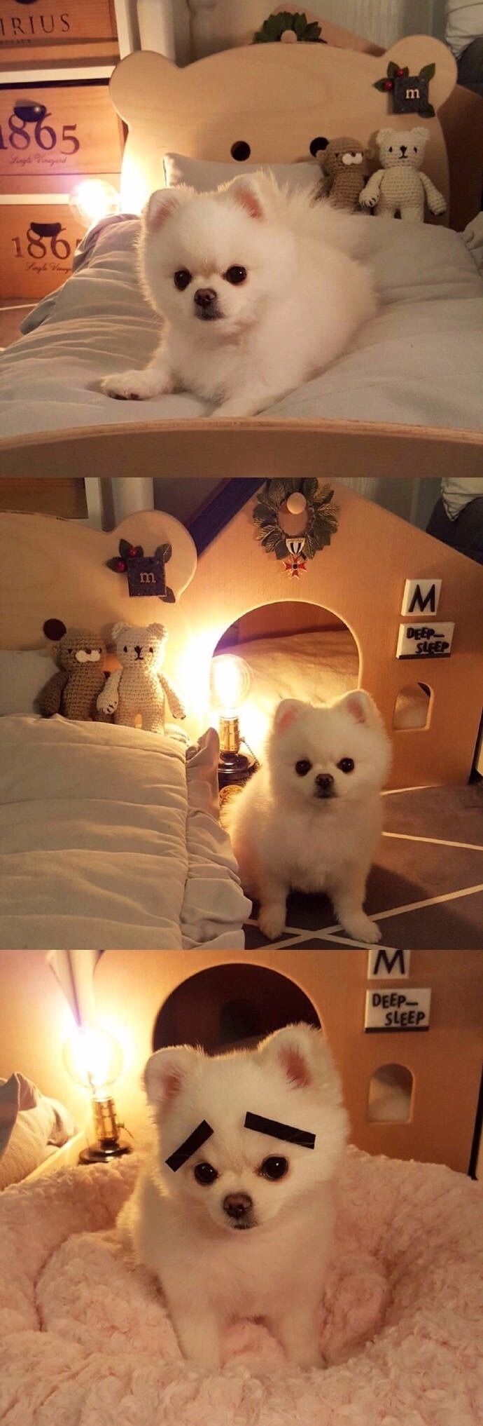 软糯糯的博美犬Mango 好想养一只 ​​​​