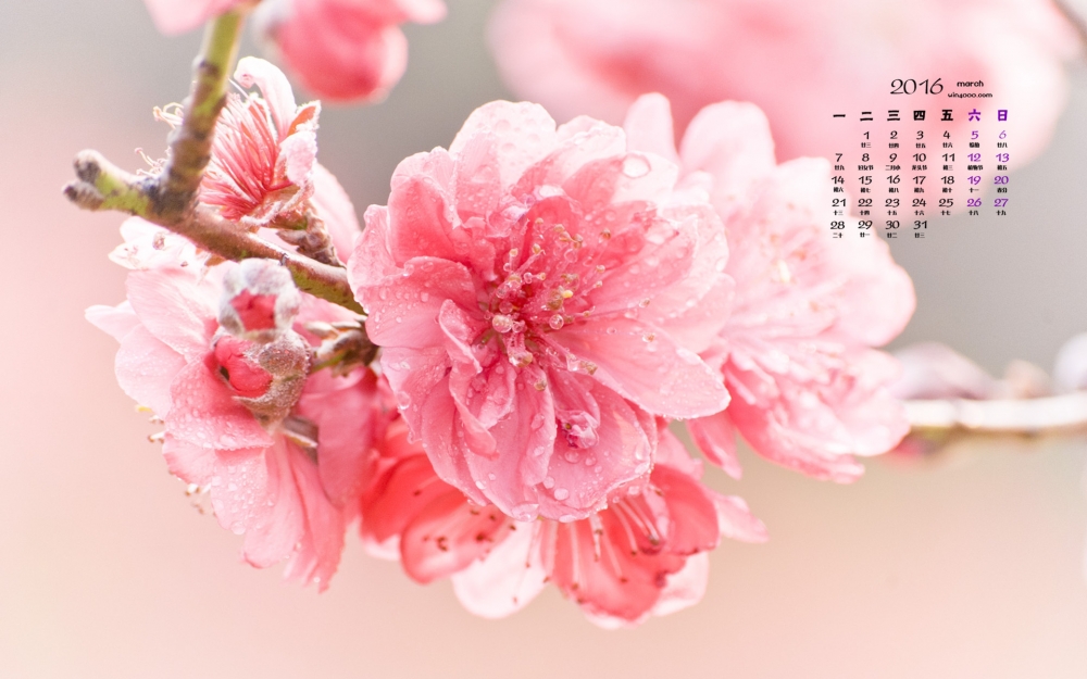 2016年3月日历美丽的桃花桌面壁纸图片下载