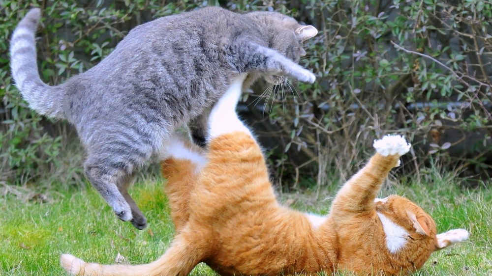 现实版功夫猫咪桌面壁纸