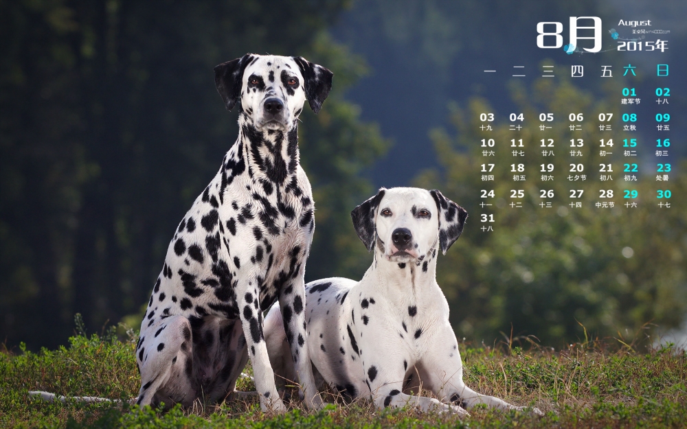 2015年8月日历精选斑点犬Dalmatian高清壁纸下载