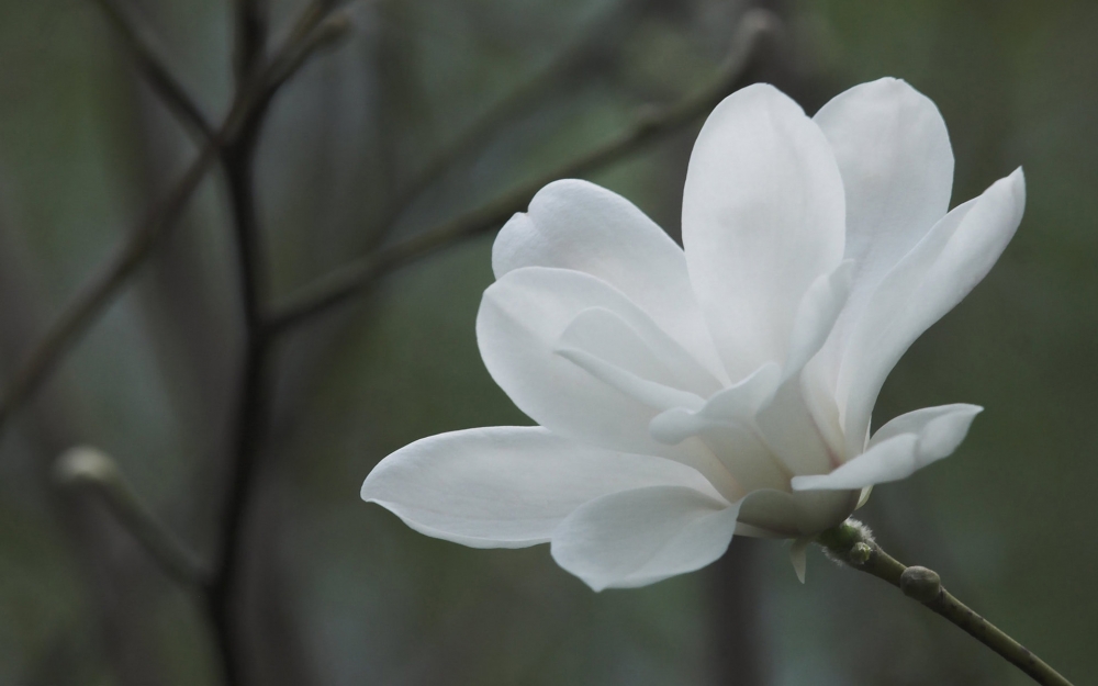 美丽端庄的玉兰花高清花卉图片