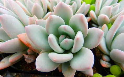 植物特写摄影桌面壁纸