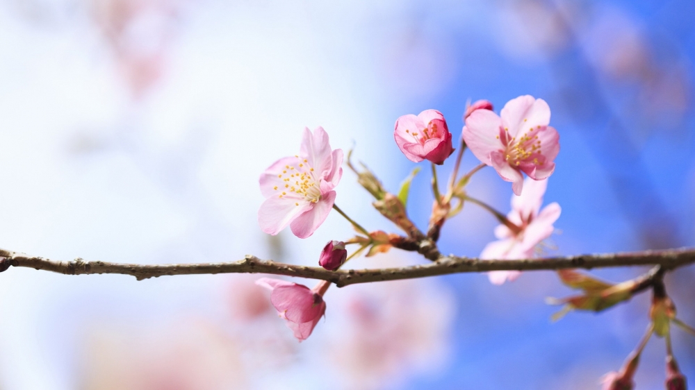 小清新绿色养眼花卉高清壁纸