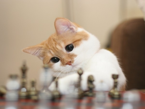 高傲却略显孤单 懒洋洋的猫咪图片