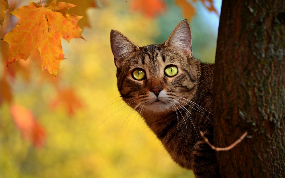 可爱猫星人桌面壁纸
