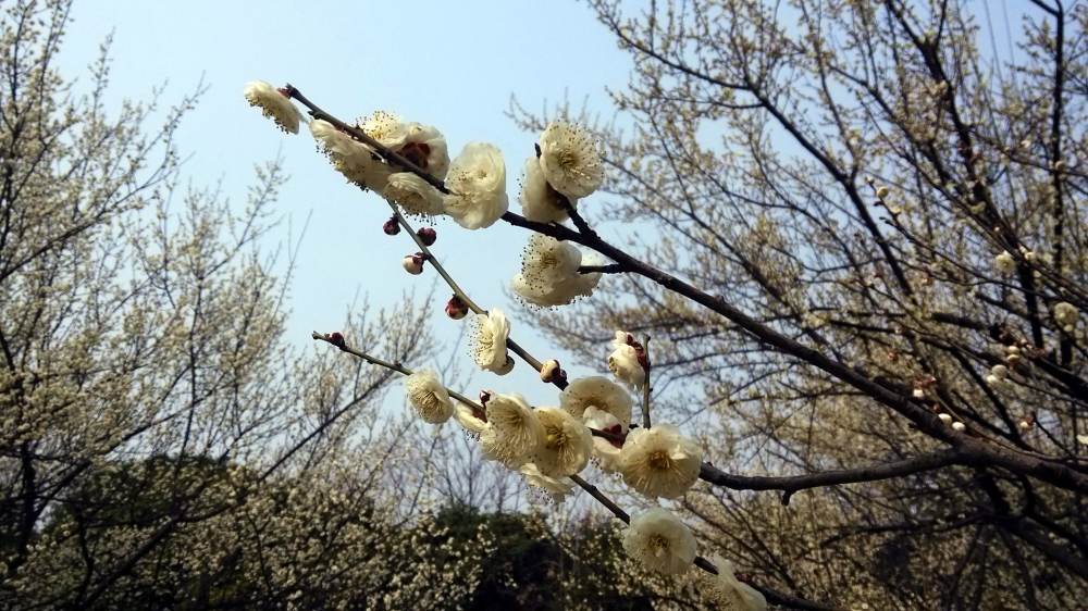 冬日里傲放的梅花美丽图片