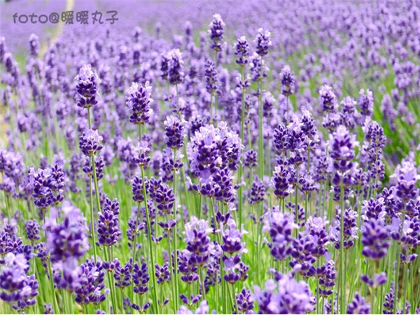 北海道小清新图片大全 七月北海道 花儿日渐消瘦