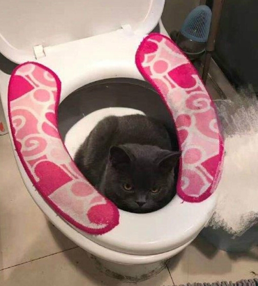 再不出来就按冲水了