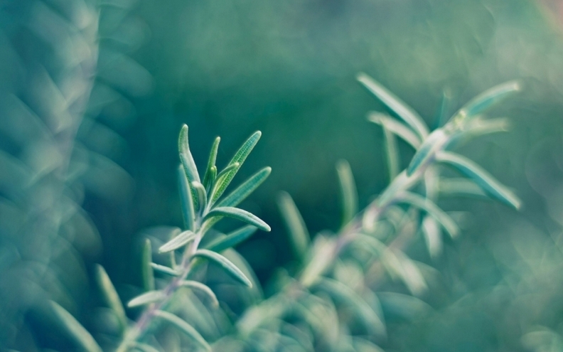 小清新绿色护眼植物唯美高清图片