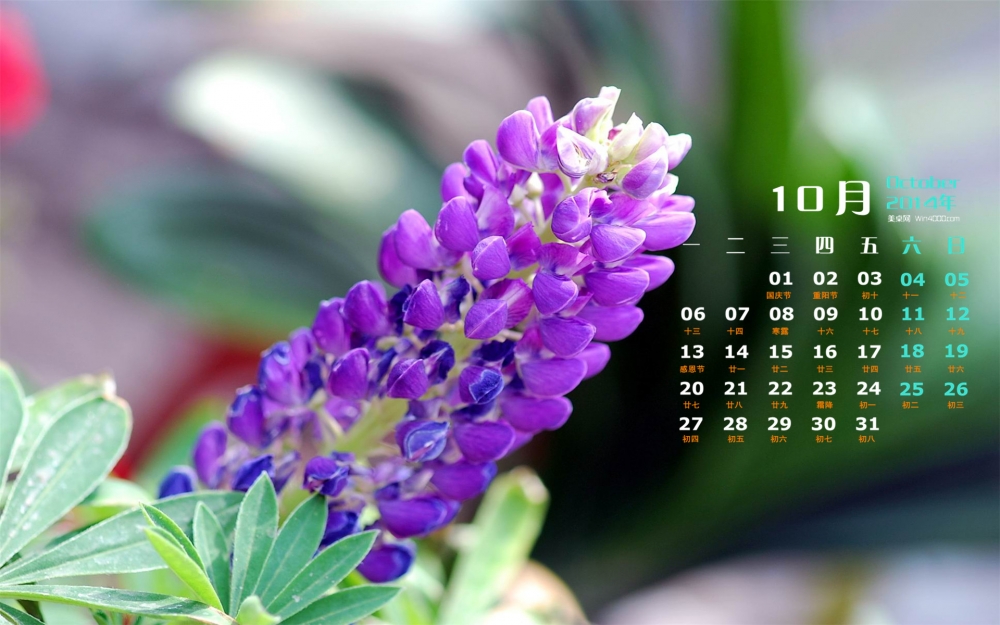 2014年10月日历绚丽色彩鲁冰花win7高清电脑壁纸
