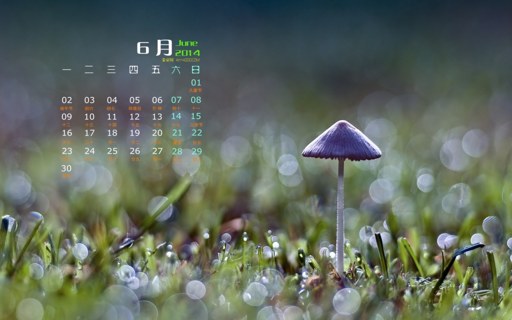 2014年6月日历壁纸森林小蘑菇微距写真图片
