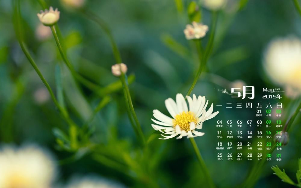 2015年5月日历壁纸清新绿色护眼植物小花高清图片下载