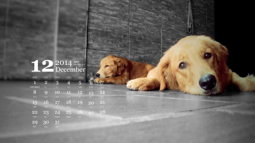2014年12月日历壁纸萌宠金毛寻回猎犬高清可爱狗狗图片合集