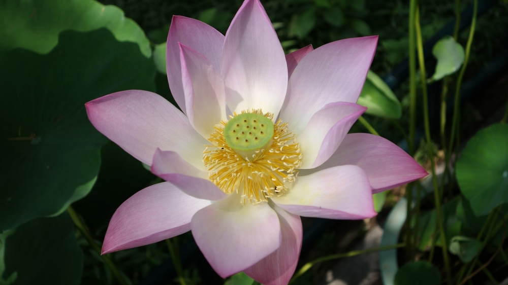 唯美高清花卉壁纸