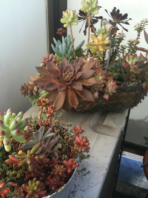 日系多肉植物唯美图片集