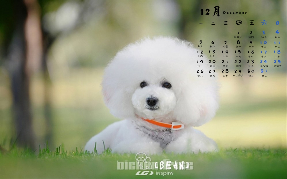 2016年12月日历比熊犬萌宠户外清新电脑壁纸下载