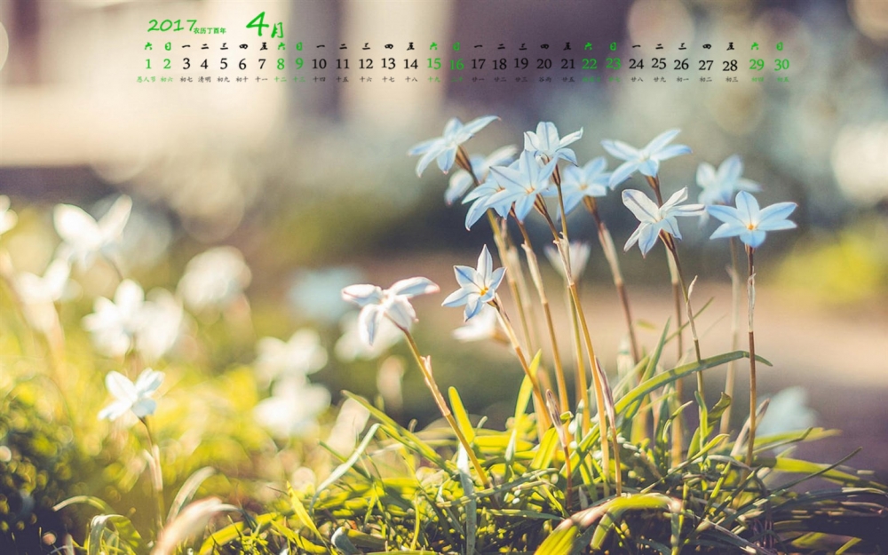 2017年4月植物小清新唯美意境高清日历壁纸