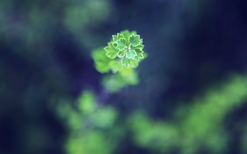 小清新绿色护眼植物唯美高清图片