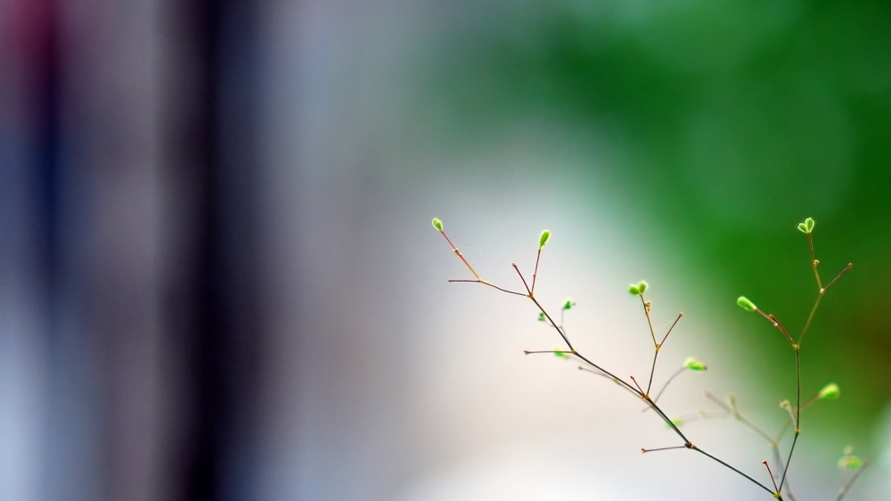 春天树梢上的嫩芽植物桌面壁纸下载  第一辑