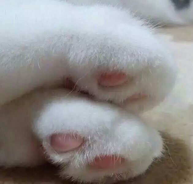 小萌爪 要融化了