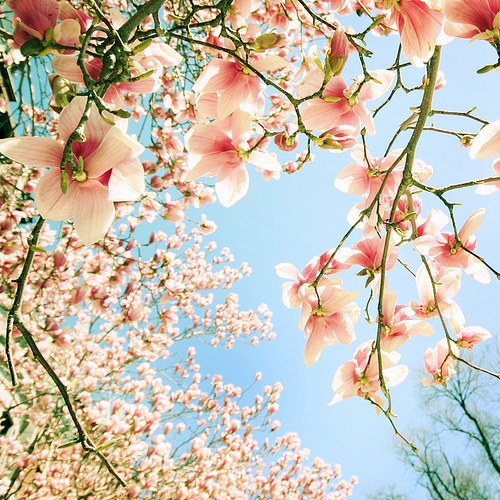 热爱生活就要爱上有花朵的春天美图