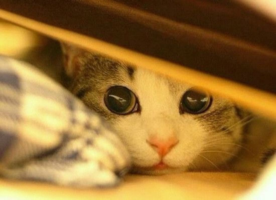 萌倒ゅ≈