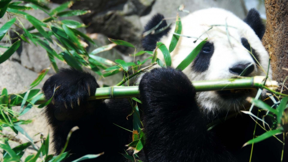 嬉戏觅食的大熊猫