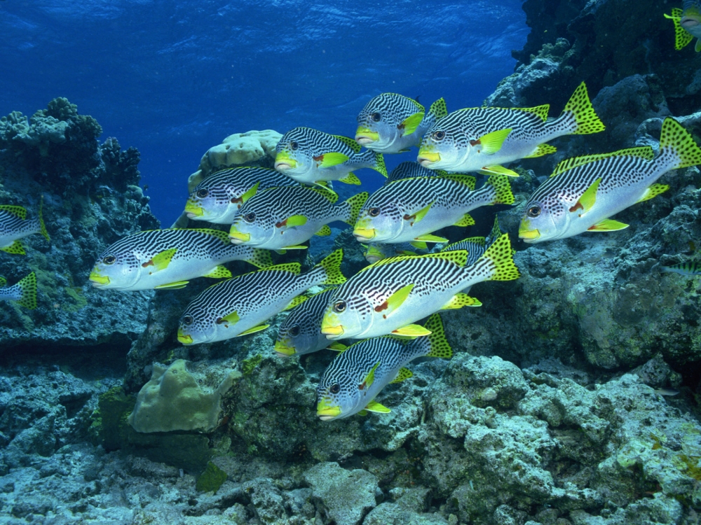 海底世界 第九辑