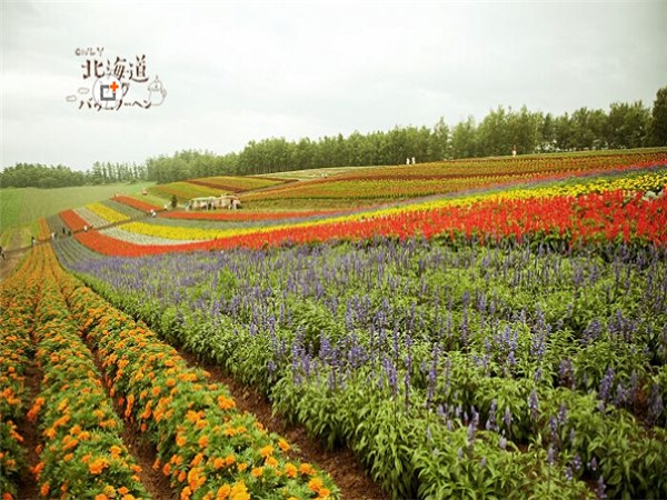 北海道小清新图片大全 七月北海道 花儿日渐消瘦