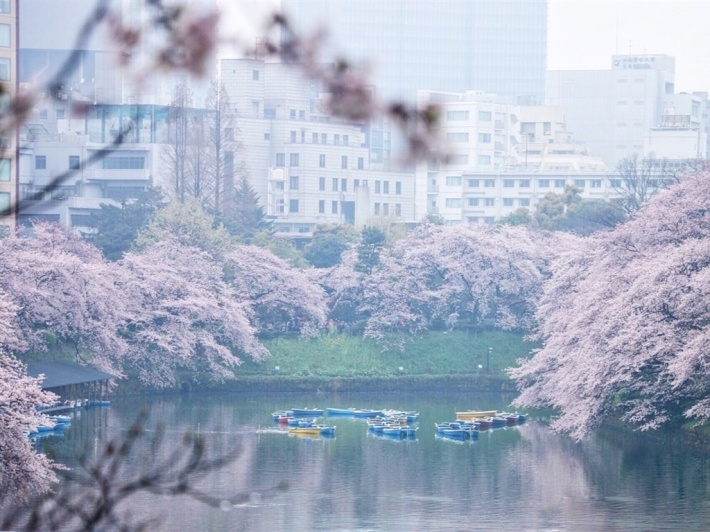 湖边粉色樱花图片壁纸大全