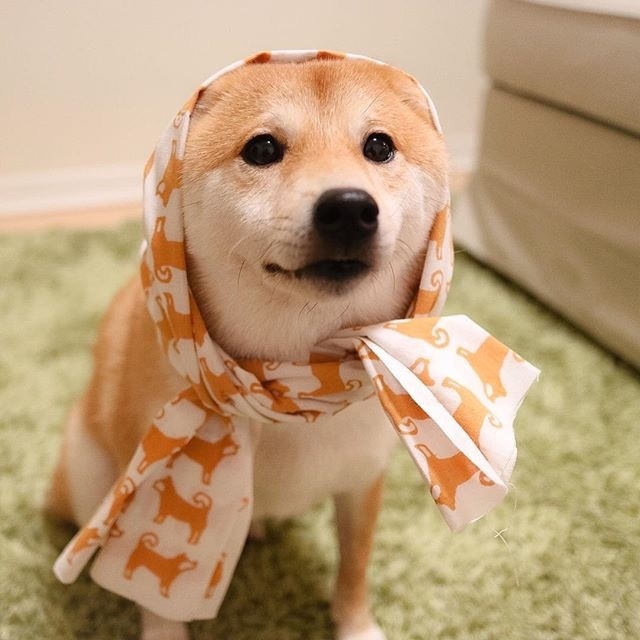 日本柴犬Daifuku 看起来就觉得好温柔