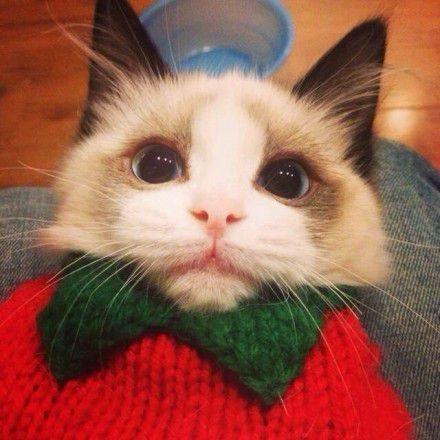 萌倒ゅ≈