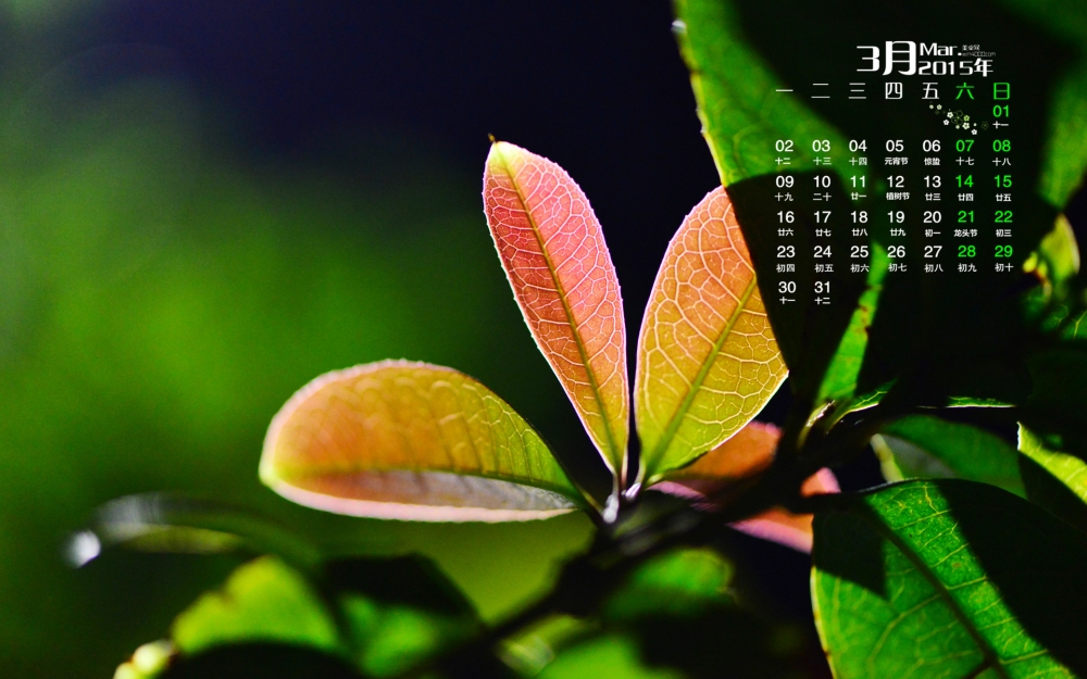 2015年3月日历壁纸静美的清新护眼树叶绿色植物高清图片下载